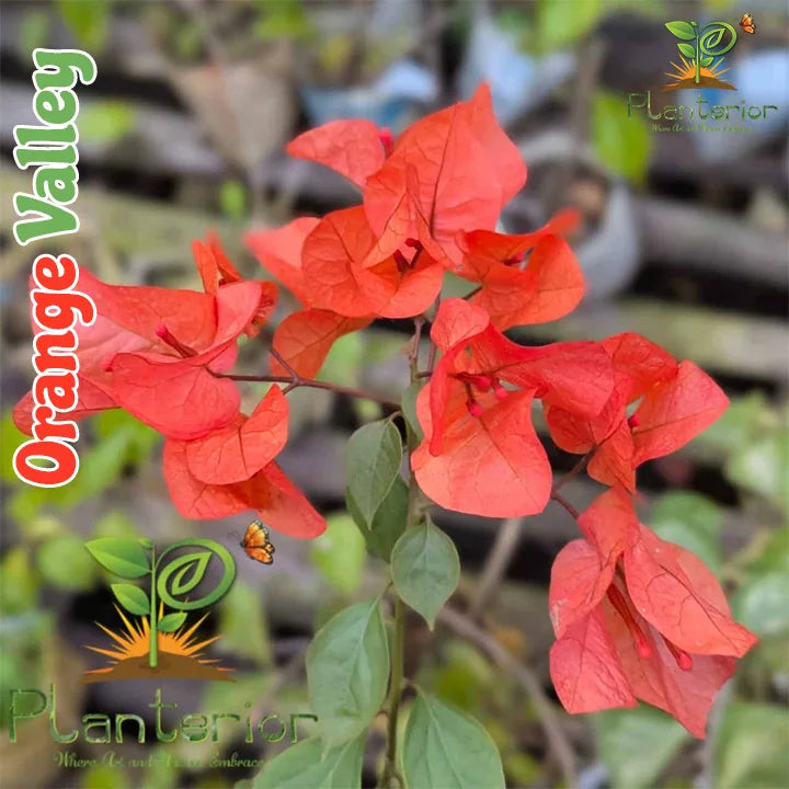 Orange Valley Bougainvillea