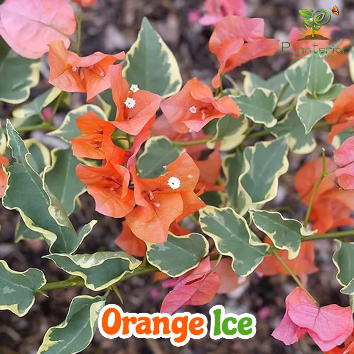 অরেঞ্জ আইস বাগানবিলাস | Orange Ice Baganbilash | Orange Ice Bougainvillea Grafted