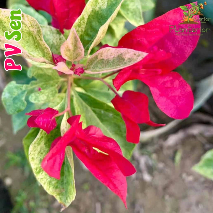 PV Sen Bougainvillea