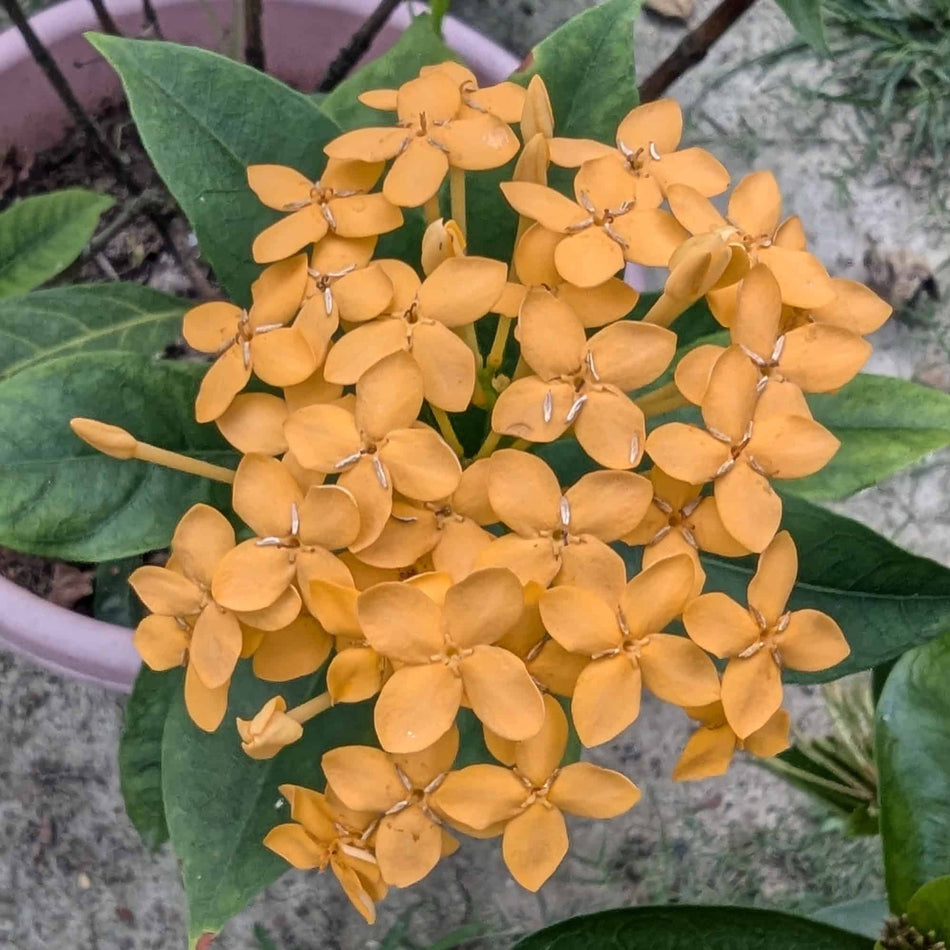 কাঁঠালি হলুদ রঙ্গন | Yellow Ixora
