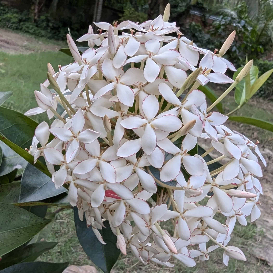 সাদা রঙ্গন | White Ixora | Sada Rangan