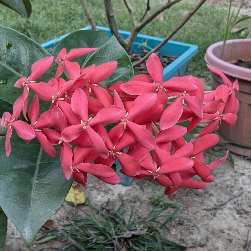 পিংক রঙ্গন | Pink Ixora | Golapi Rangan