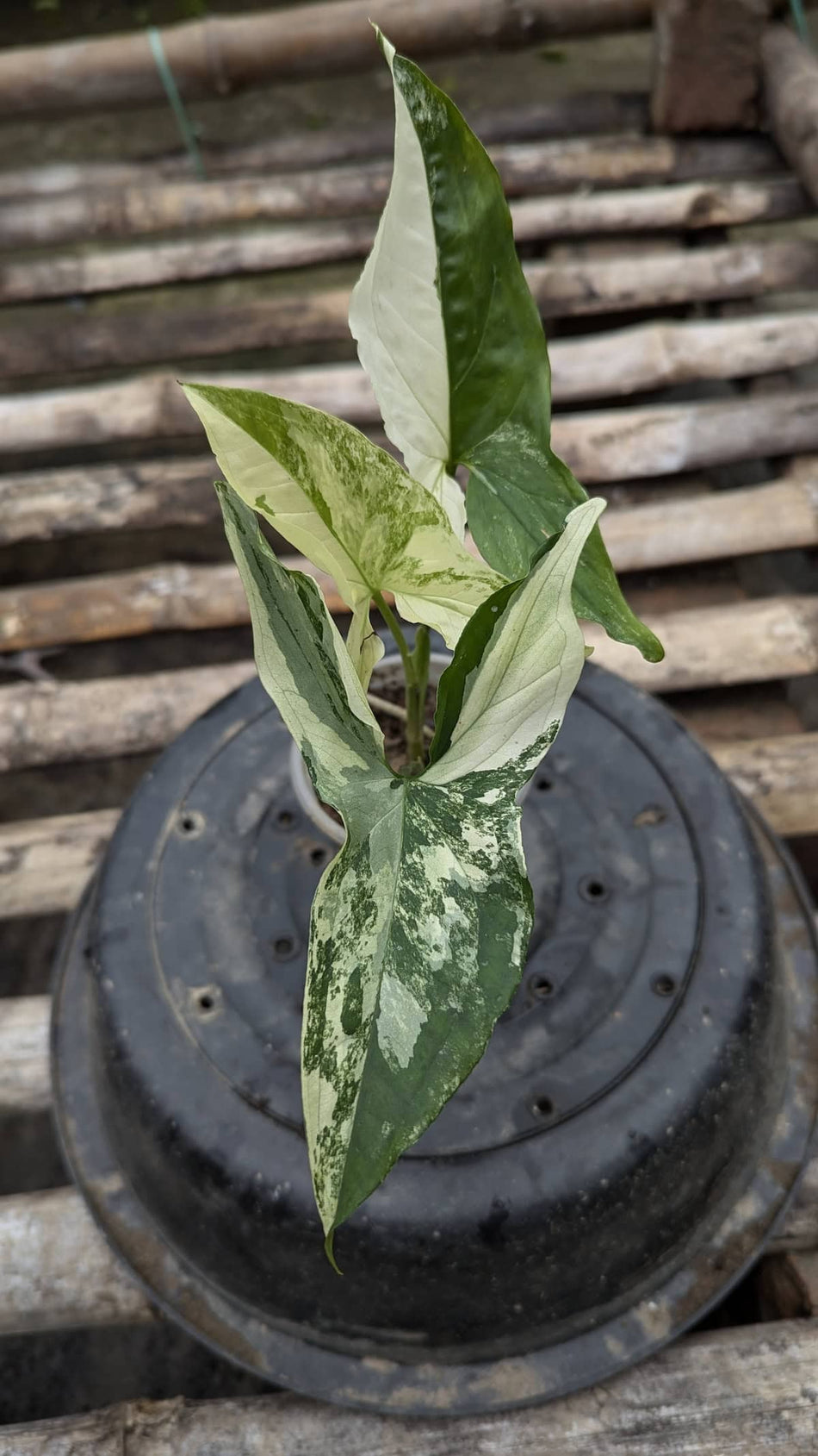 এলবো ভেরিগেটেড সিঙ্গোনিয়াম | Albo Variegated Syngonium Plant