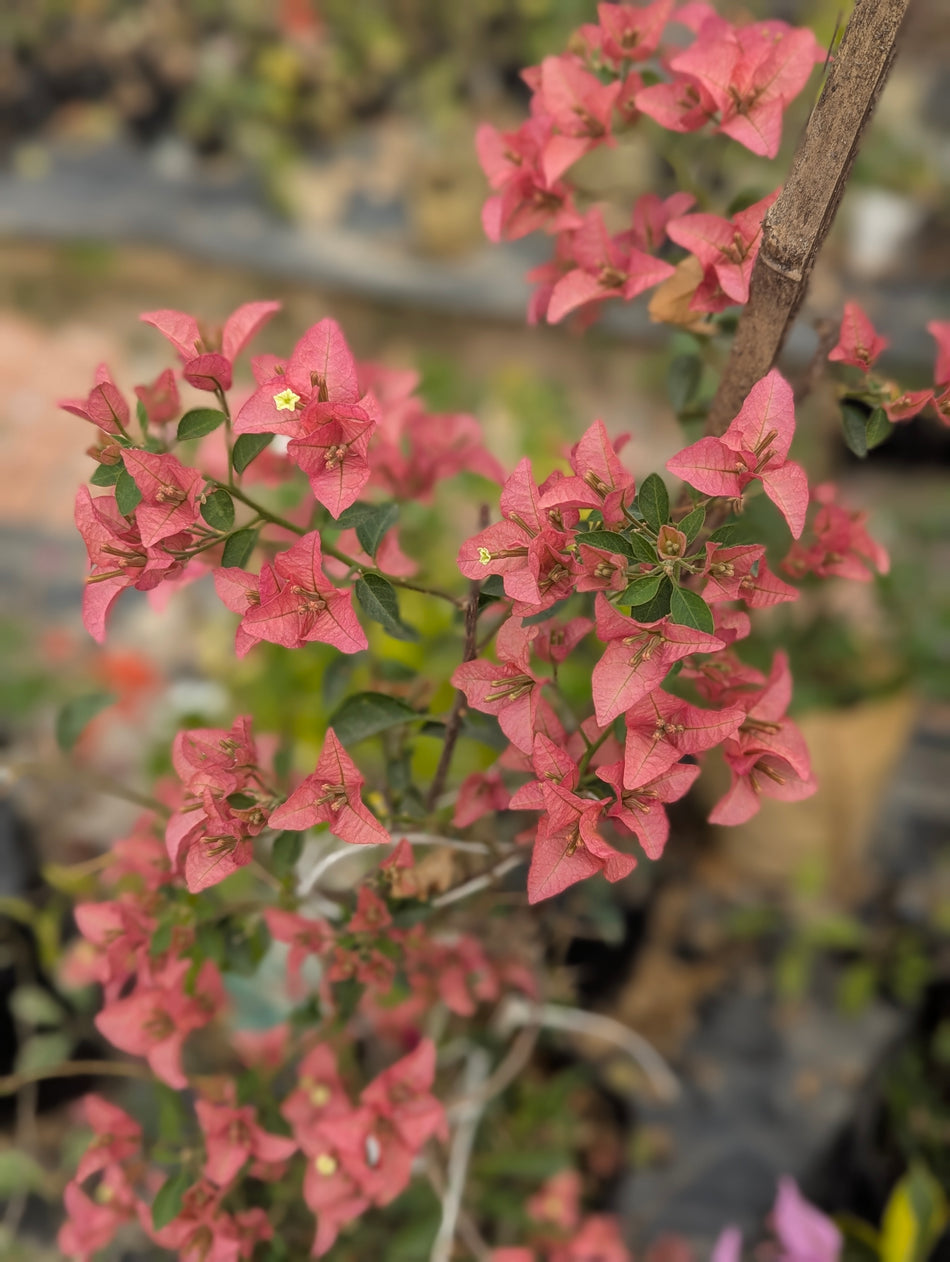কায়াটা বাগানবিলাস | Kayata Baganbilash | Pure Peach Color & Super High Blooming Variety Bougainvillea