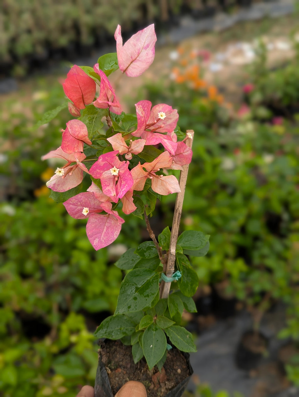 অর্জুনা বাগানবিলাস | Arjuna Bougainvillea Plant | Multicolor Baganbilash