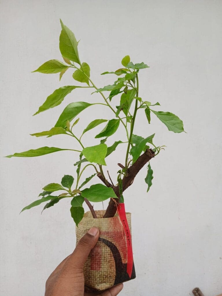 পার্থ বাগানবিলাস | Partha Bougainvillea | High Blooming Bougainvillea | গোলাপি বাগানবিলাস