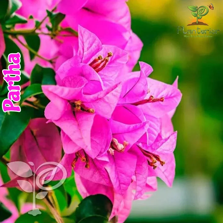 Partha Bougainvillea