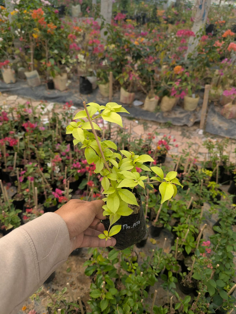 প্রিন্সেস আতাশা বাগানবিলাশ | Princess Atasha Bougainvillea | Dwarf Bougainvillea