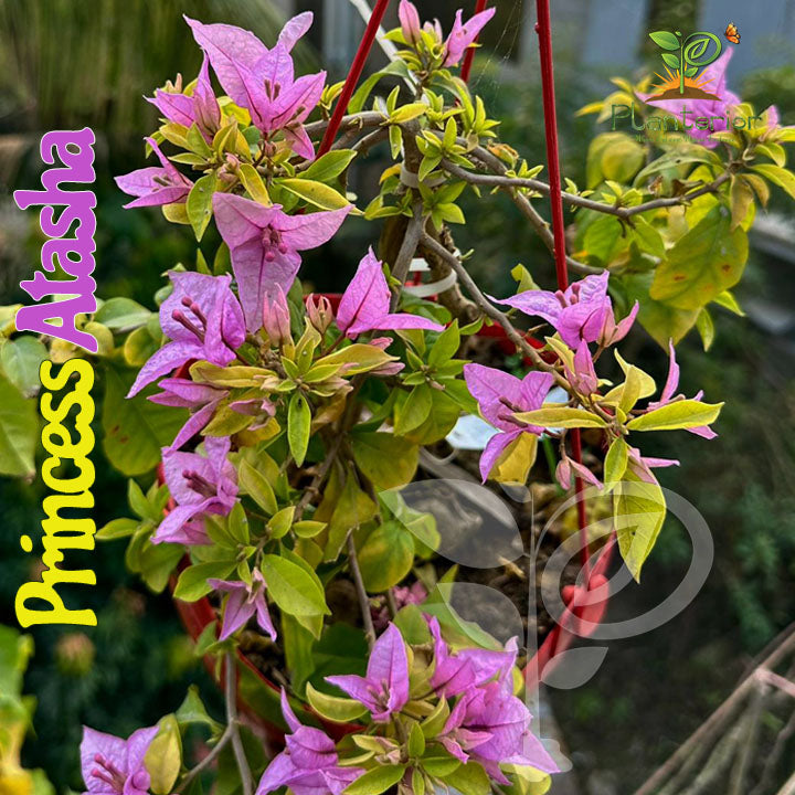প্রিন্সেস আতাশা বাগানবিলাশ | Princess Atasha Bougainvillea | Dwarf Bougainvillea