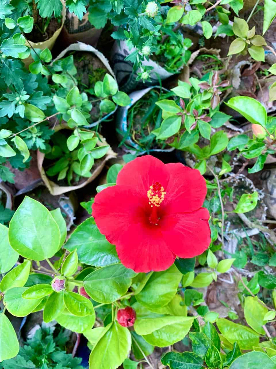 দেশি লাল জবা | Deshi Red Joba | Red Hibiscus Plant | Lal Joba Deshi