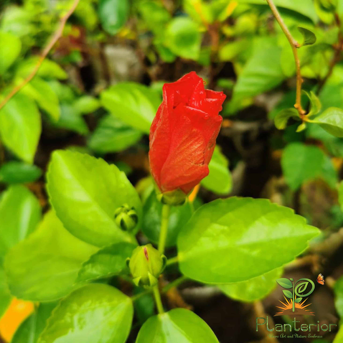 দেশি লাল জবা | Deshi Red Joba | Red Hibiscus Plant | Lal Joba Deshi ...