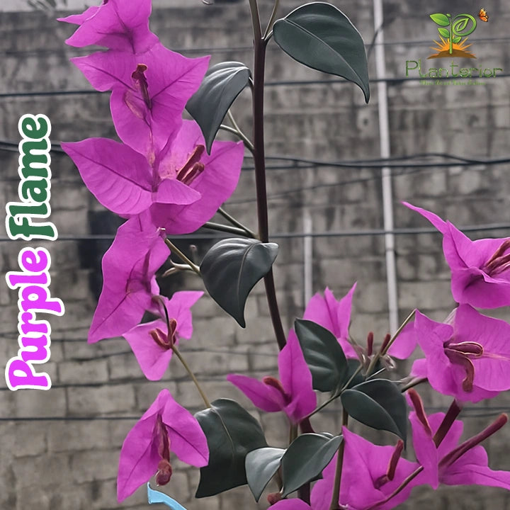 Purple Flame Bougainvillea