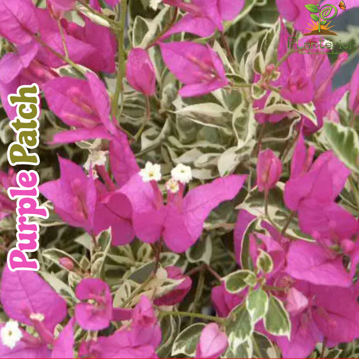 পারপেল প্যাচ বাগানবিলাস | Purple Patch Baganbilash | Purple Patch Bougainvillea Grafted