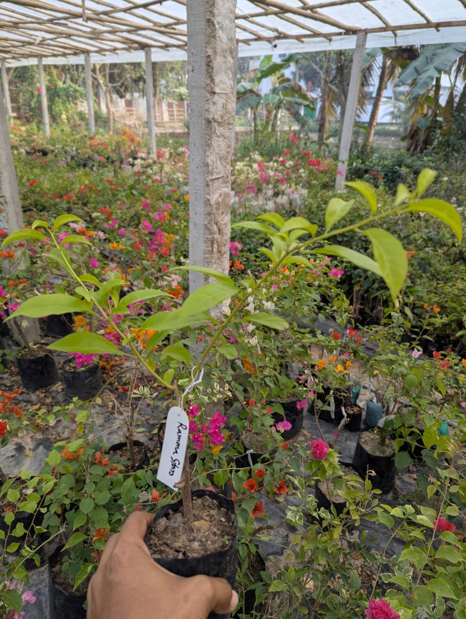 রামোনা স্টার বাগানবিলাস | Ramona Star Baganbilash | Ramona Star Bougainvillea Grafted