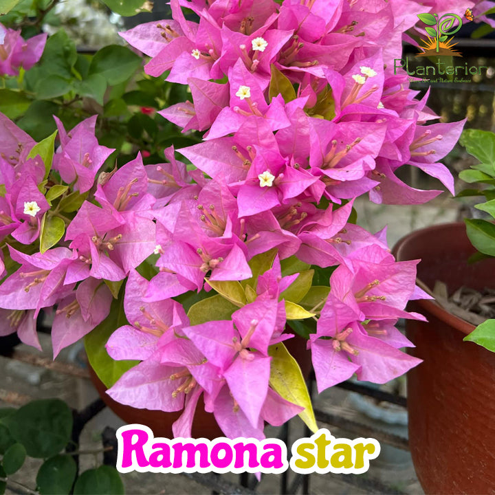 রামোনা স্টার বাগানবিলাস | Ramona Star Baganbilash | Ramona Star Bougainvillea Grafted