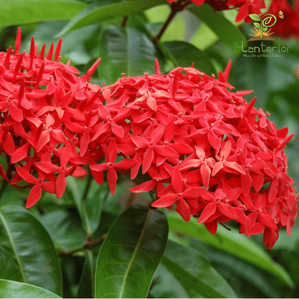 লাল রঙ্গন | Red Ixora