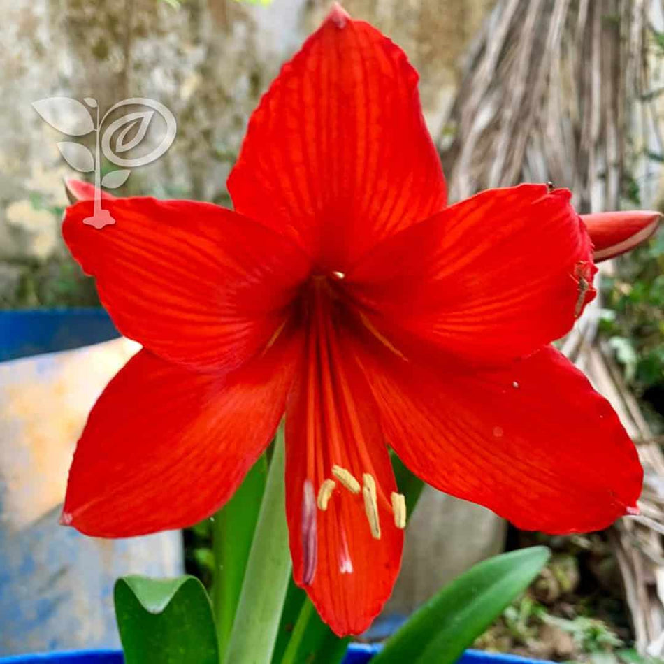 অ্যামেরিলিস লিলি রেড লায়ন বাল্ব | Amaryllis Lily Red Lion | Hippeastrum Red Lion