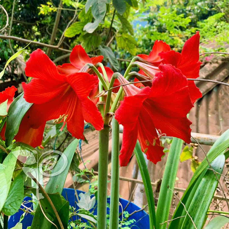 অ্যামেরিলিস লিলি রেড লায়ন বাল্ব | Amaryllis Lily Red Lion | Hippeastrum Red Lion