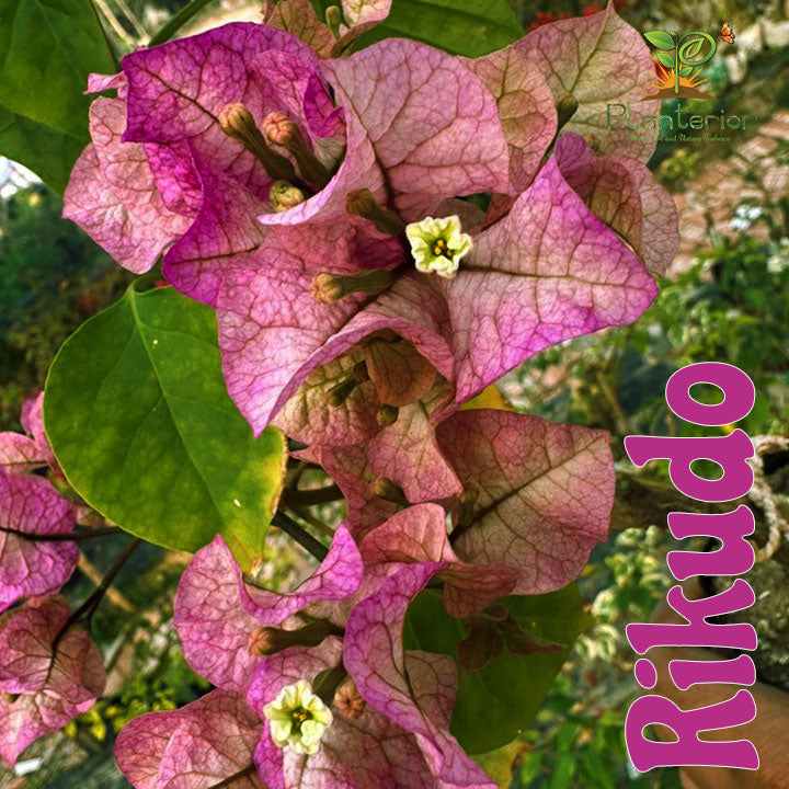রিকুডো বাগানবিলাস | Rikudo Bougainvillea | Rikudo Baganbilash