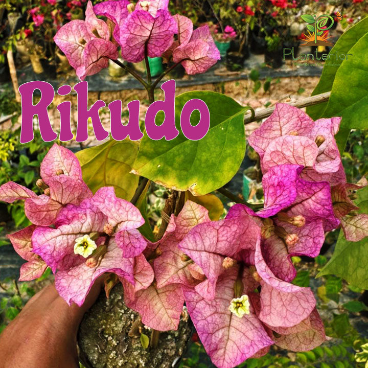 রিকুডো বাগানবিলাস | Rikudo Bougainvillea | Rikudo Baganbilash
