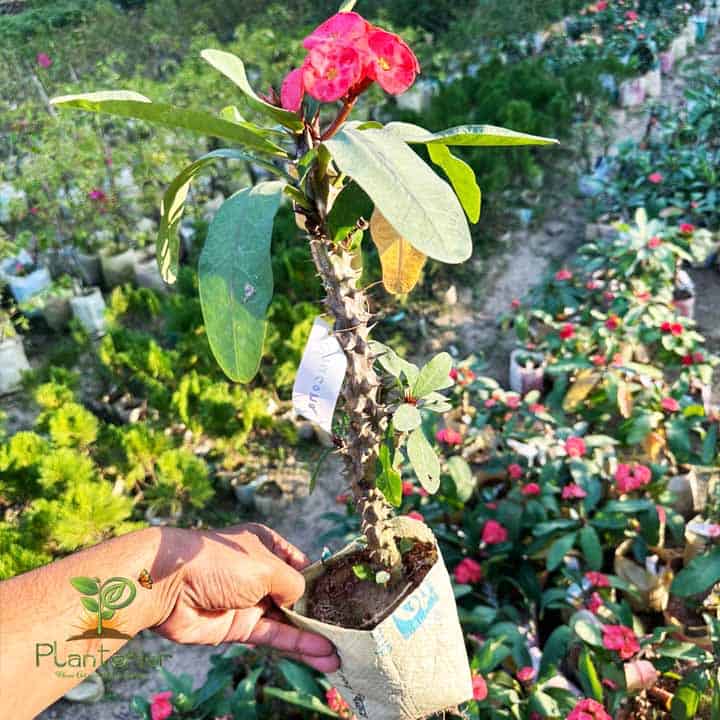 সূচনা কাটামুকুট | Suchona Katamukut | Crown of Thorns