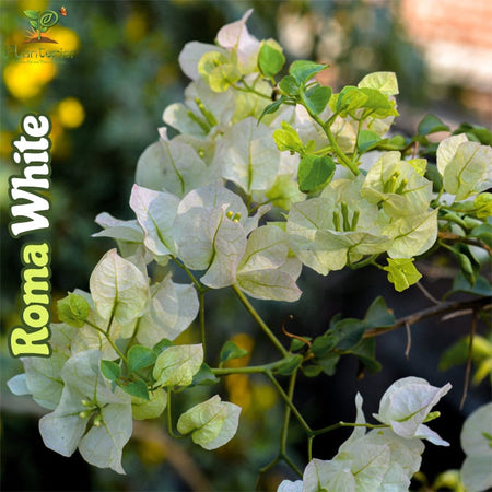 Roma White Bougainvillea