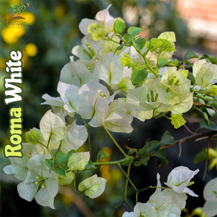 Roma White Bougainvillea