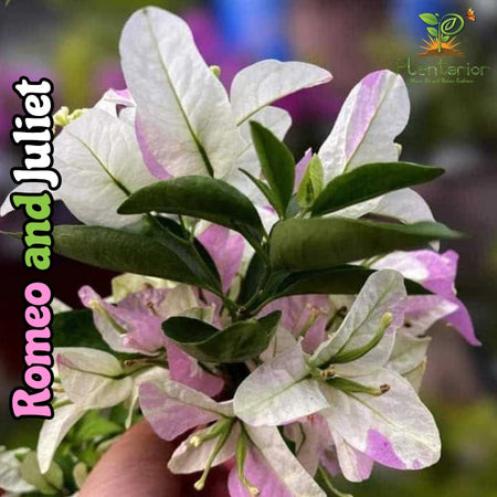 Romeo and Juliet Bougainvillea