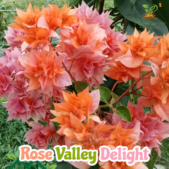 Rose Valley Delight Bougainvillea