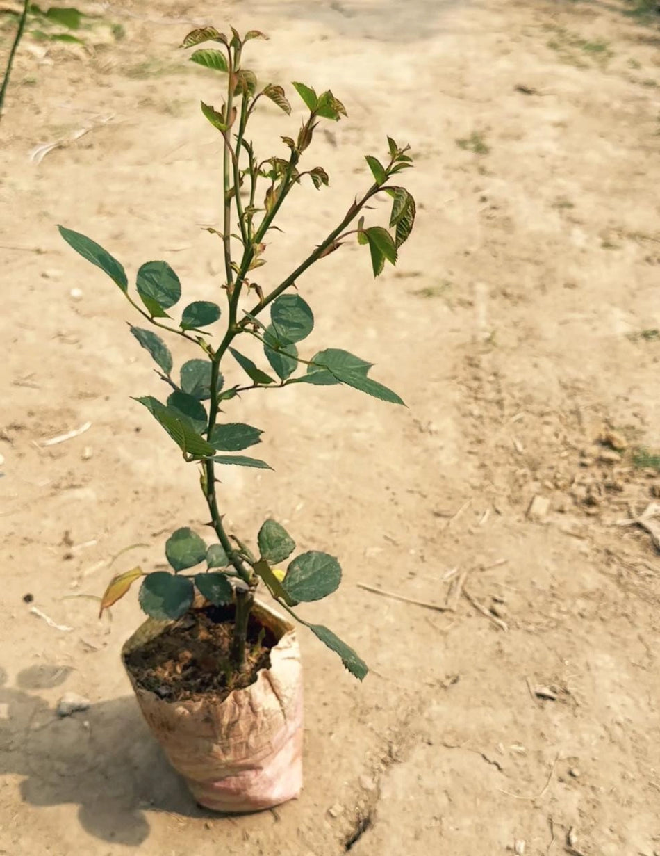 হোয়াইট অ্যাভোল্যান্স গোলাপ | White Avolance Rose Plant | ডাচ সাদা গোলাপ