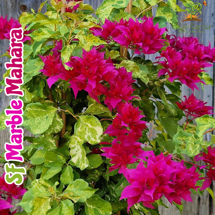 এস এফ মার্বেল মাহারা বাগানবিলাস | Sf Marble Mahara Red Baganbilash | Sf Marble Mahara Bougainvillea Grafted