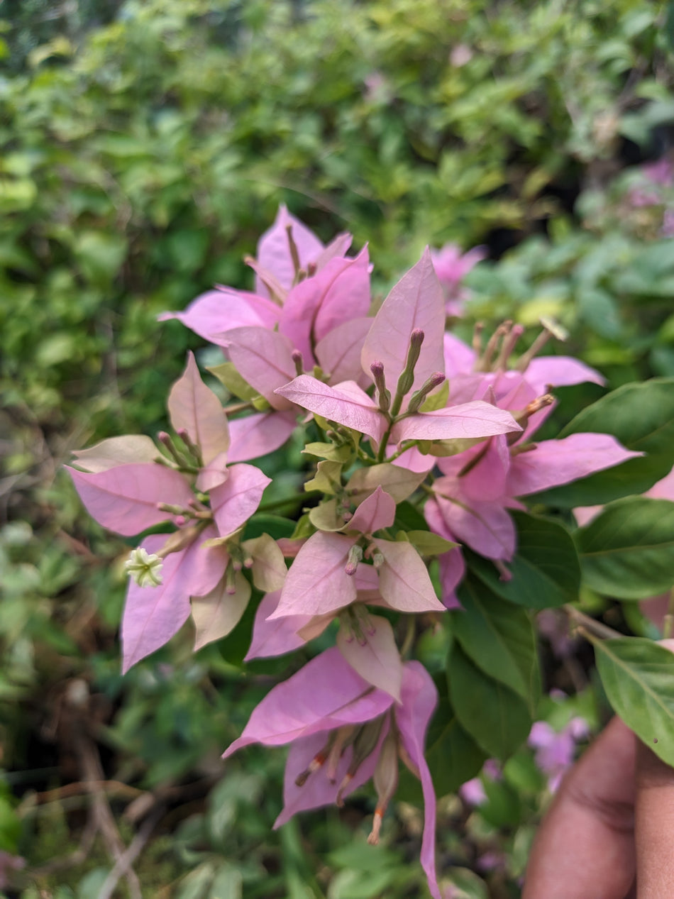জিন্নাহ ভারত পিংক বাগানবিলাস | Jinnah Bharat Pink Bougainvillea | Jinnah Bharat Pink Baganbilash | High Blowing Bougainvillea | গোলাপি বাগানবিলাস