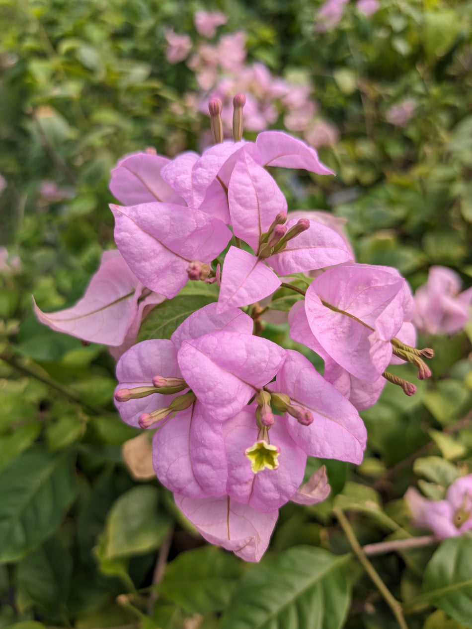 ফরমোসা বাগানবিলাস | Formosa Bougainvillea | Formosa Baganbilash | High blooming Bougainvillea | গোলাপি বাগানবিলাস