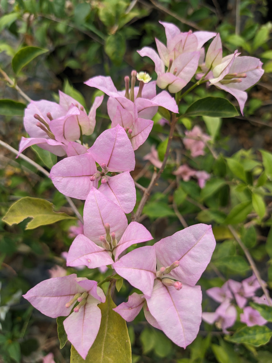 মিস ইভা বাগানবিলাস | Miss Eva Bougainvillea | White, Light Violet & Violet Flower Baganbilash