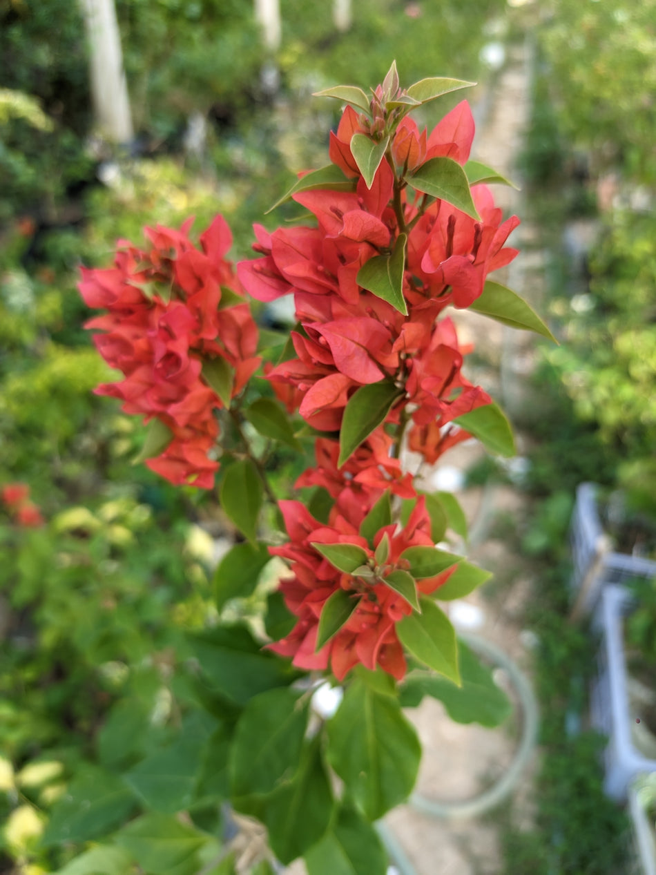 ভেলভেট রেড বাগানবিলাস | Velvet Red Bougainvillea | Velvet Red Baganbilash Grafted