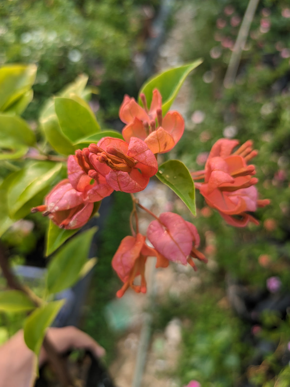 ট্যাংলং অরেঞ্জ বাগানবিলাস | Tanglong Orange Bougainvillea | Tanglong Orange Baganbilash | কমলা বাগানবিলাস