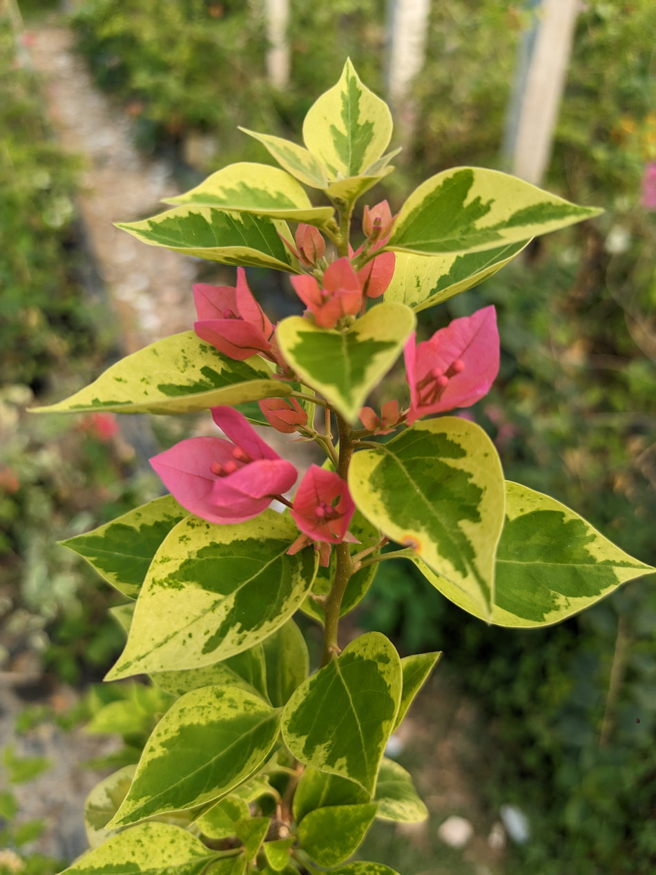 21 জুয়েল পিংক ভেরিগেটেড বাগানবিলাস | 21 Jewel Pink Variegated Baganbilash | Best Bonsai Bougainvillea |  গোলাপি বাগানবিলাস
