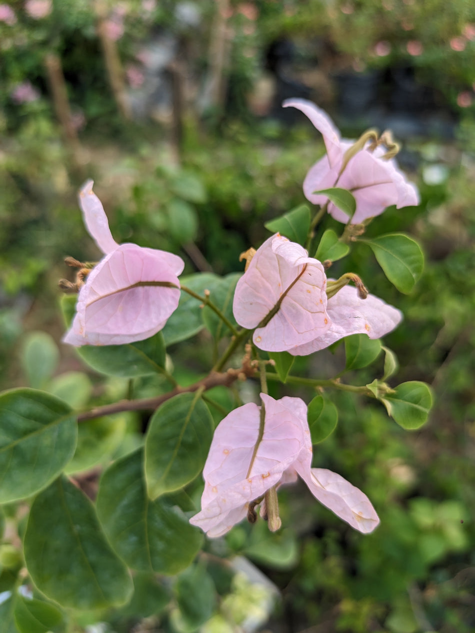চিলি আইসক্রিম বাগানবিলাস | Chili Ice Cream Bougainvillea | High Blooming Bougainvillea | ১২ মাসি বাগানবিলাস