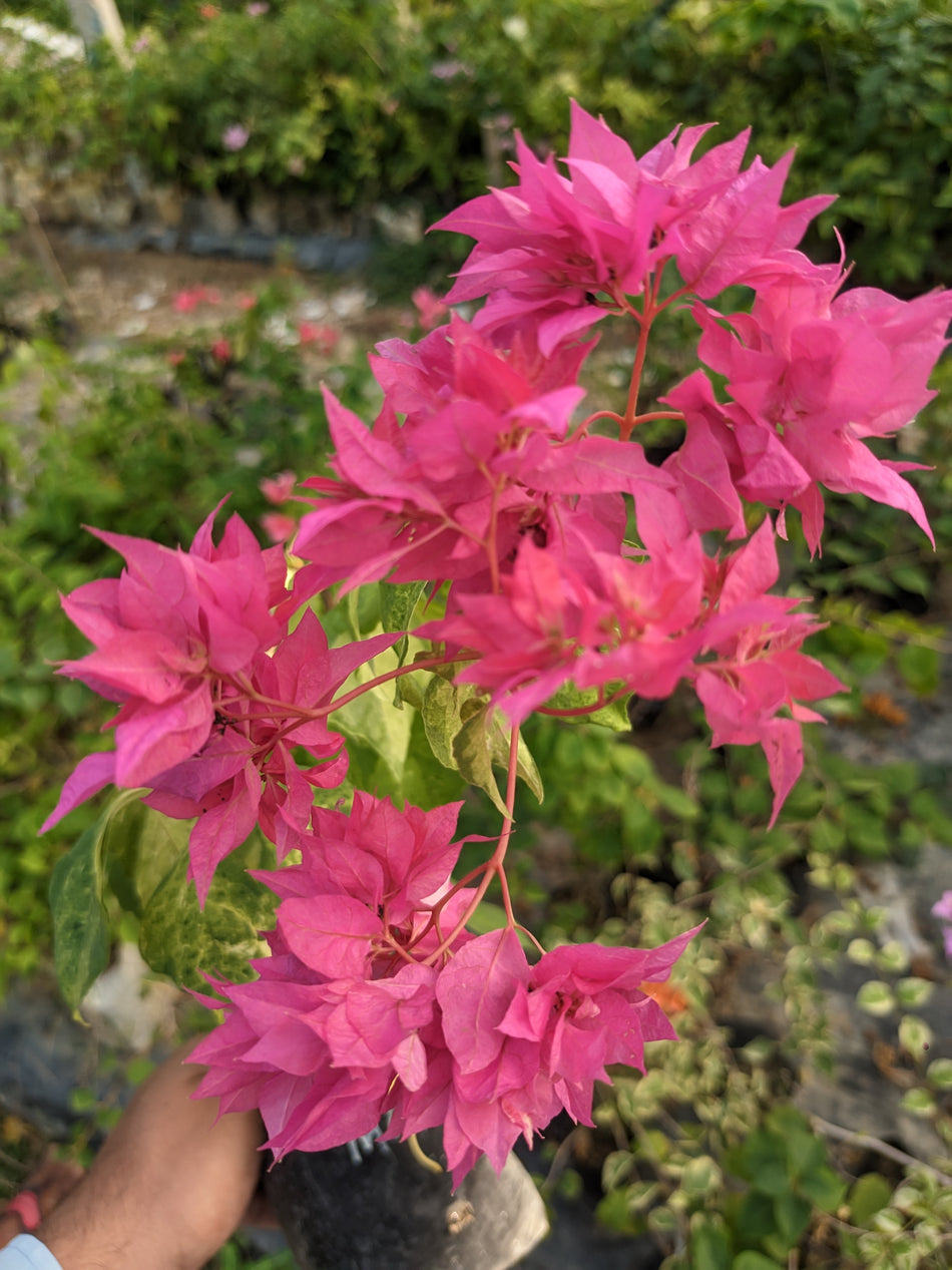 এস এফ মার্বেল মাহারা বাগানবিলাস | Sf Marble Mahara Red Baganbilash | Sf Marble Mahara Bougainvillea Grafted
