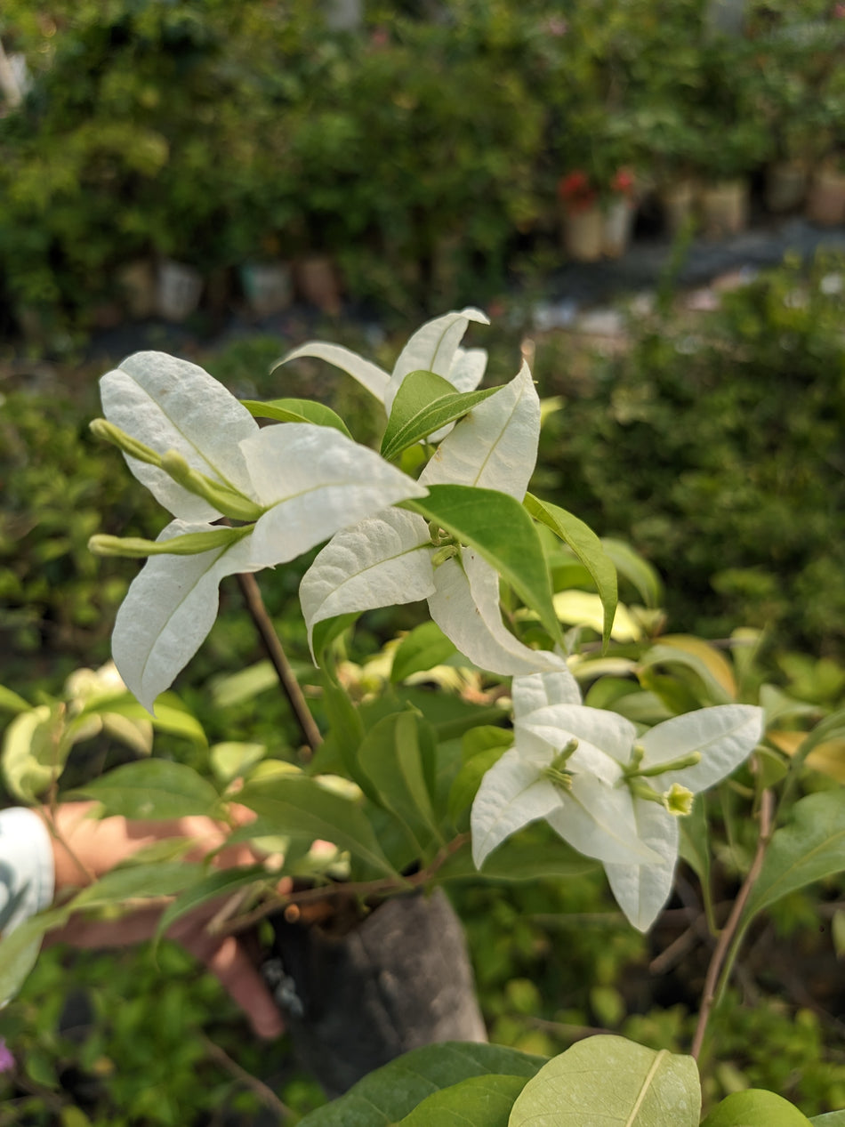সান অফ কুইন বাগানবিলাস | Son of Queen Bougainvillea Plant | White Baganbilash