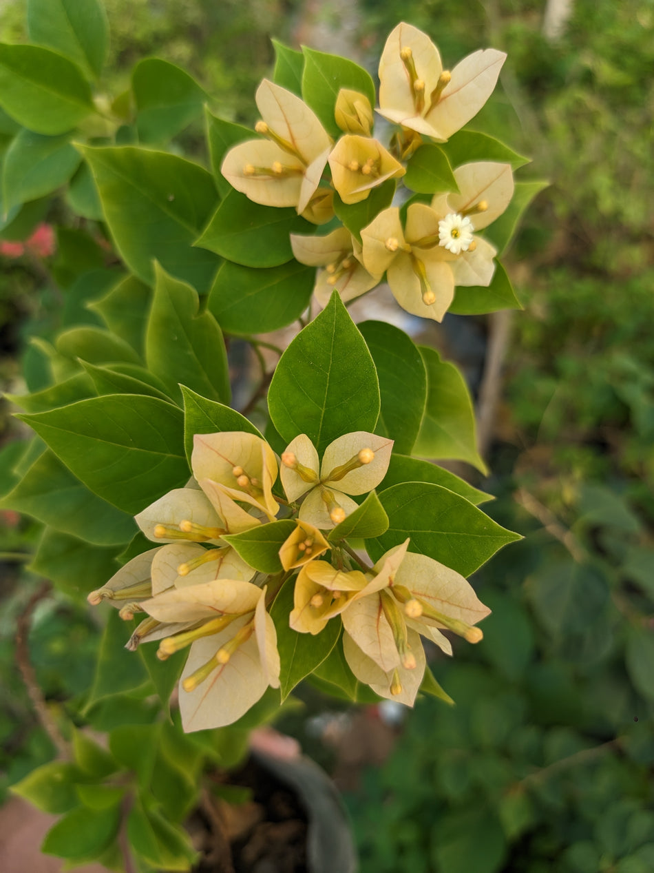 জুয়েল ইয়োলো বাগানবিলাস | Jewel Yellow Bougainvillea Plant | Jewel Yellow Baganbilash | হলুদ বাগানবিলাস