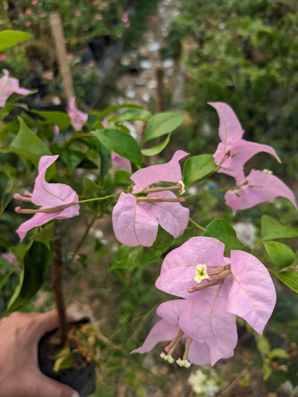 লেডি মামা বাগানবিলাস | এইচ বি সিং বাগানবিলাস | HB Singh Bougainvillea | Lady Mama Baganbilash | HB Singh Baganbilash | High Blowing Bougainvillea | বারোমাসি বাগানবিলাশ | গোলাপি বাগানবিলাস