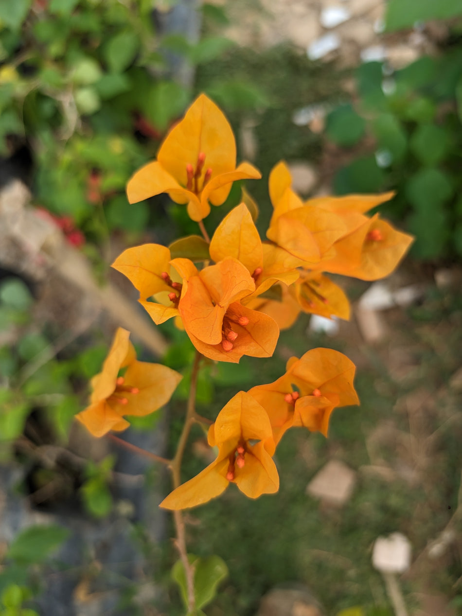 চিলি ইয়োলো বাগানবিলাস | Chili Yellow Bougainvillea | হলুদ বাগানবিলাস | High Blowing Bougainvillea | বারোমাসি