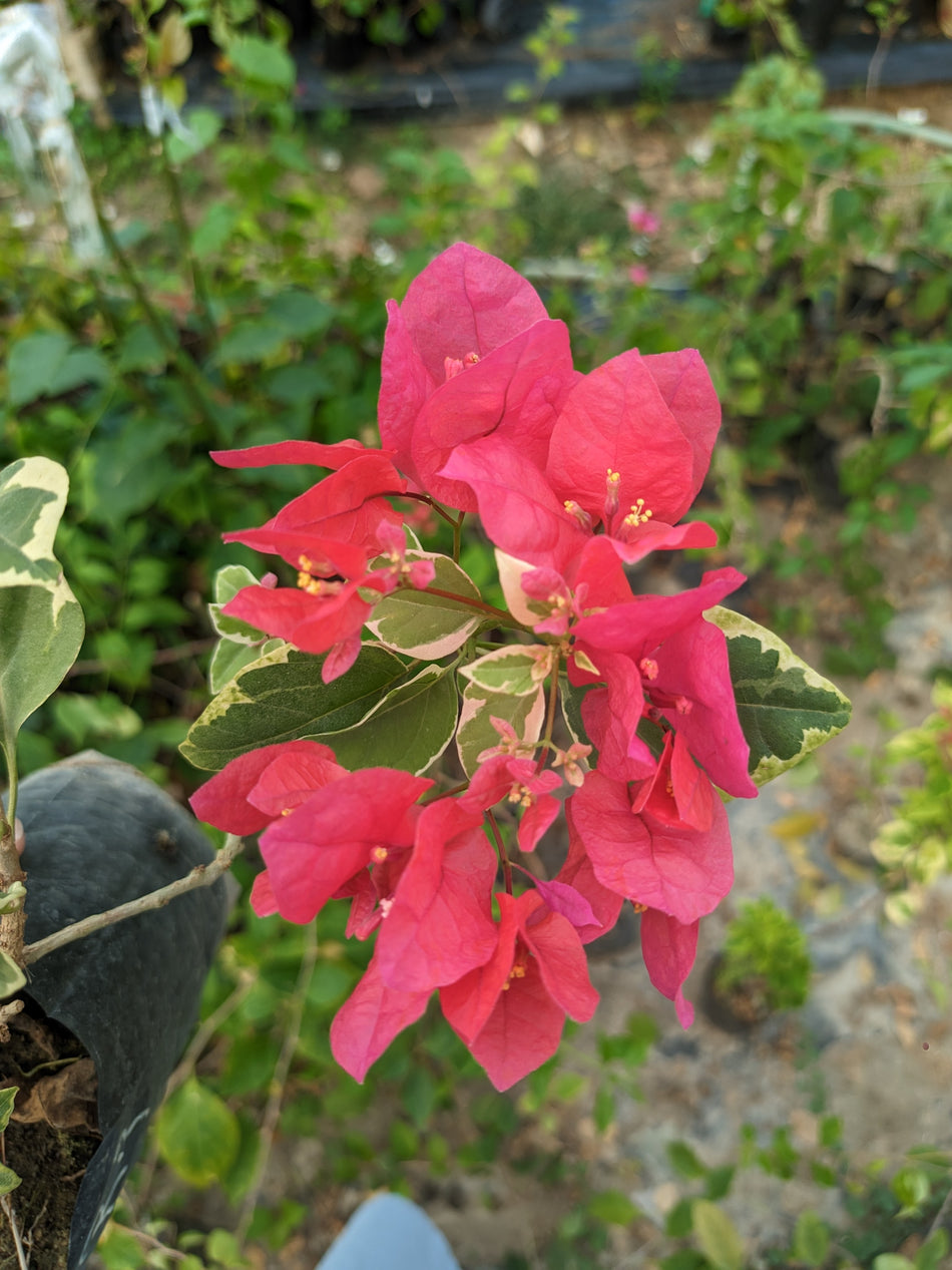 ডক্টর রাও বাগানবিলাস | Doctor Rao Baganbilash | Red With Verigated Leaf Bougainvillea