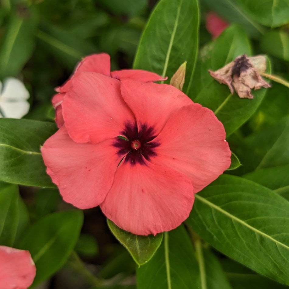 লাল - 1 নয়নতারা | Red Vinca | Red Nayanthara