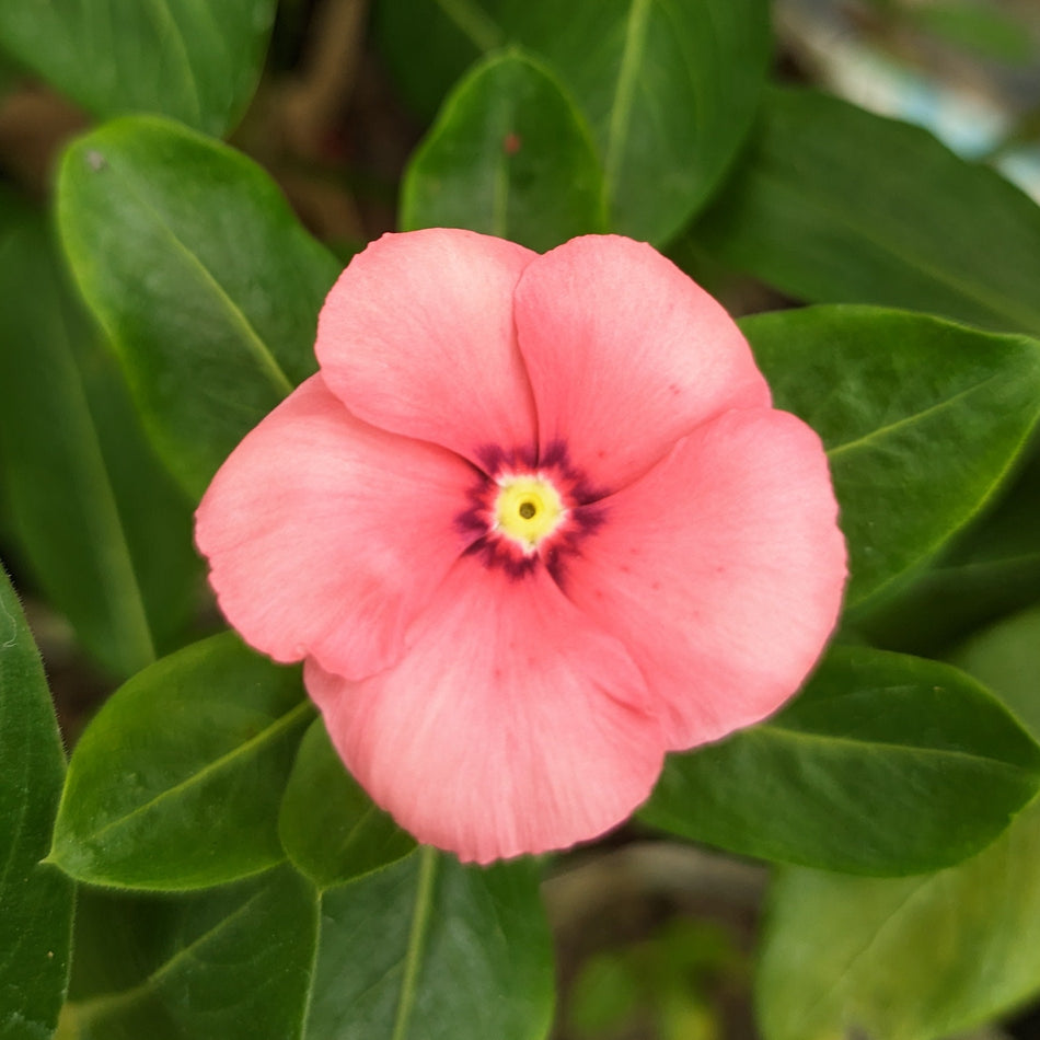 নয়নতারা পিংক - 2 | Nayantara Flower Pink | Madagascar Periwinkle Plant