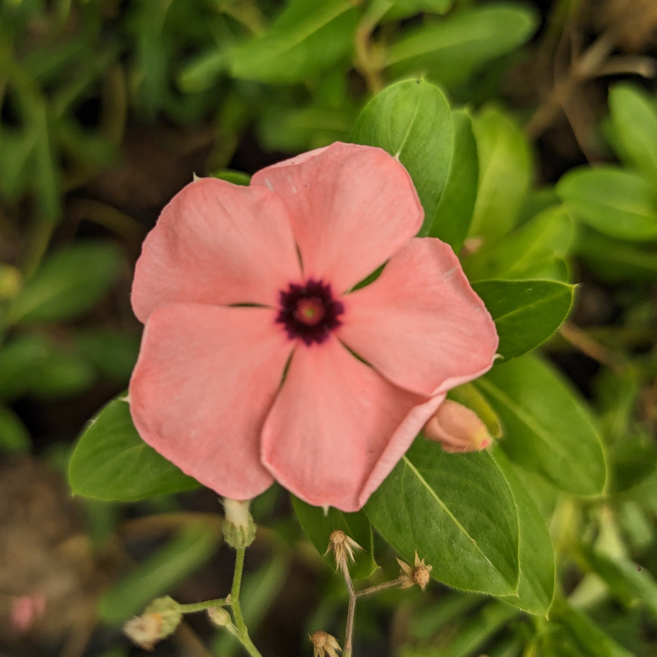 নয়নতারা পিংক - 1 | Nayantara Flower Pink | Madagascar Periwinkle Plant