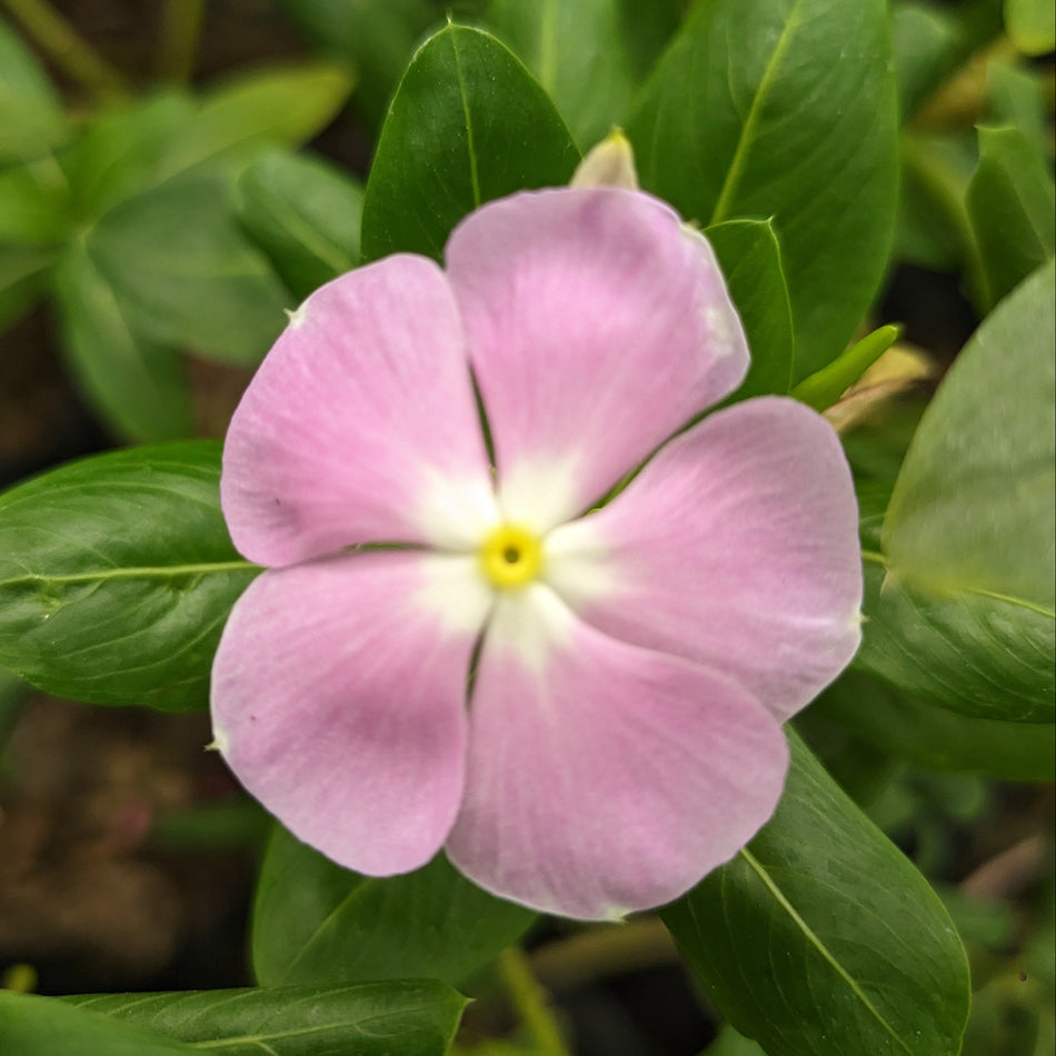 নয়নতারা হালকা পার্পেল- 1| Nayantara Flower Pink | Madagascar Periwinkle Plant