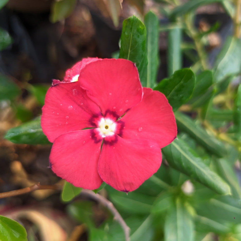 লাল নয়নতারা | Red Vinca | Red Nayanthara