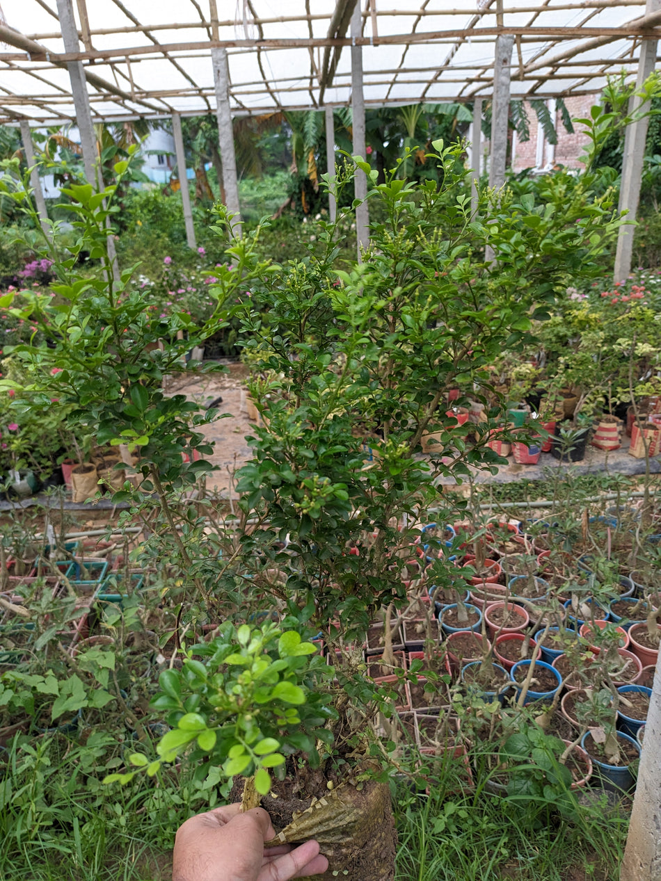 ডোয়ার্ফ কামিনী | Dwarf Kamini | Murraya Paniculata